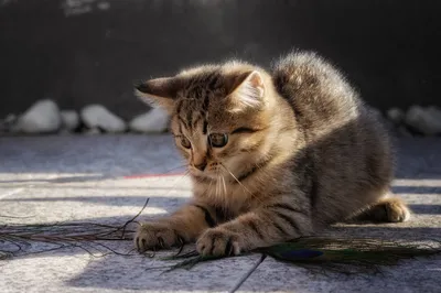 小猫与羽毛 猫咪 户外 自然光 1080P