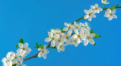 春日樱花 自然 花卉 蓝天 4K