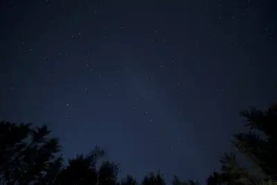 夜空下的树影与繁星 星空 夜景 树木剪影 4K