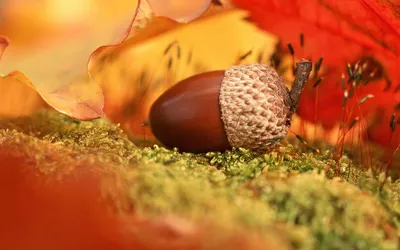 秋日静物 秋季 静物 橡果 4K