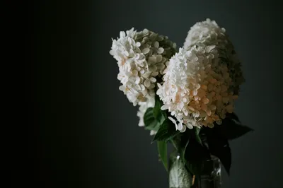 白色绣球花 花卉 静物 白色 8K