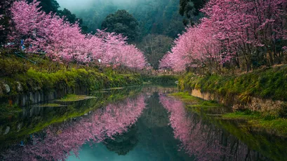 樱花河畔倒影 自然风光 春季景色 粉色樱花 4K
