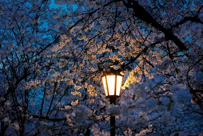 夜樱灯影 樱花 夜晚 路灯 8K