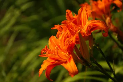 橙色百合花 自然 花卉 橙色 4K