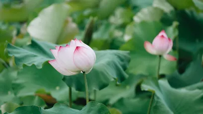静谧荷花 自然风光 清新风格 绿色背景 2K
