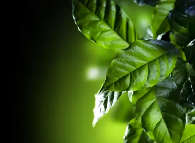 绿叶特写 植物 自然 绿色 8K