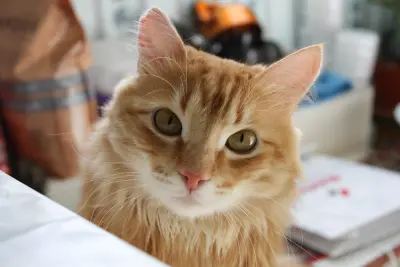 橘猫凝视镜头 猫 宠物 特写 4K