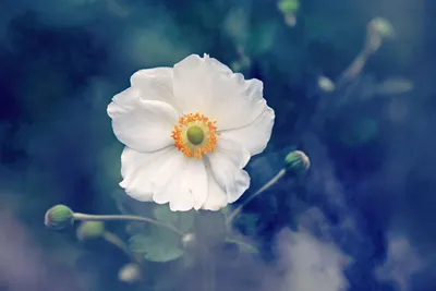 白花绽放 花卉 自然 白色 4K