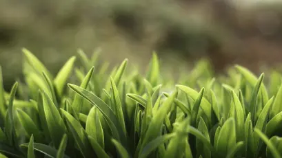 绿意盎然的草地 自然 绿色 户外 4K