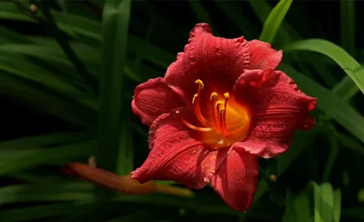 红花绽放 花卉 自然 红色 1080P