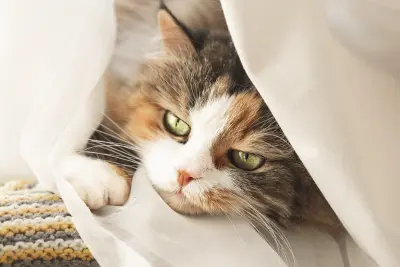 白布下的慵懒猫咪 猫 宠物 特写 1080P