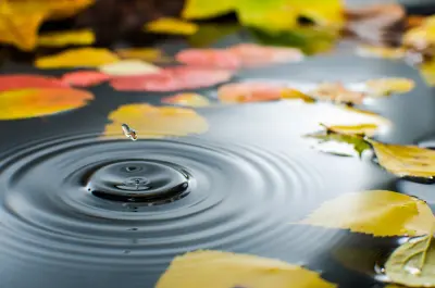秋日涟漪 秋天 水面 涟漪 4K
