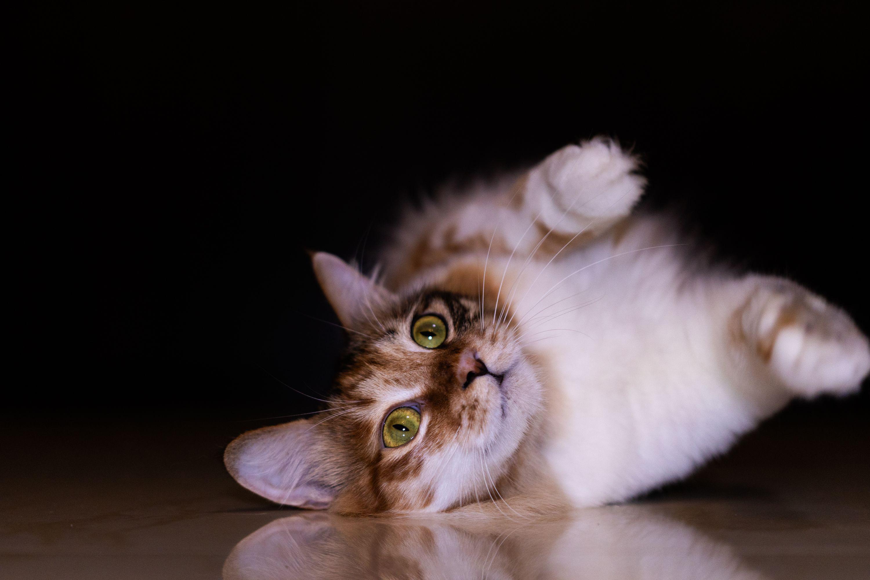 黑背景下仰望的猫咪 猫 宠物 特写 2K