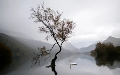 孤树静水天鹅 湖泊 雾景 孤树 4K