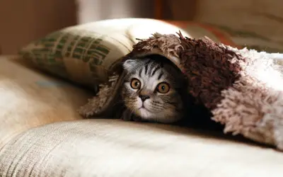 猫咪毯中探头 猫咪 毯子 沙发 4K