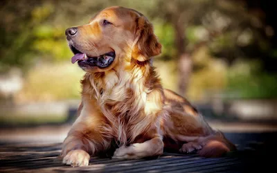 金毛犬静卧 宠物 户外 自然光 2K