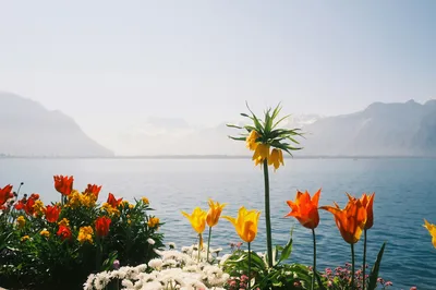 湖畔花海 自然风光 花卉摄影 清新色调 4K