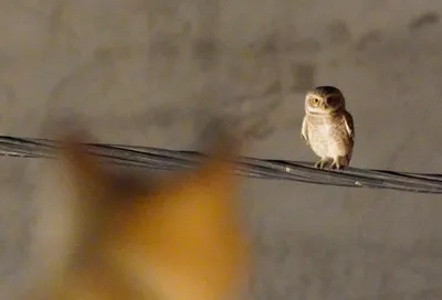 猫头鹰在电线 猫头鹰 电线 白天 SD