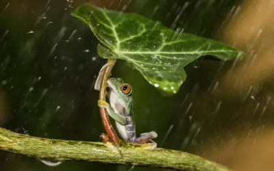 雨中树蛙避雨 自然摄影 雨天 树蛙 1080P