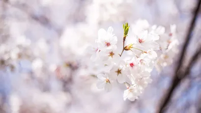 樱花绽放 樱花 春天 自然 4K