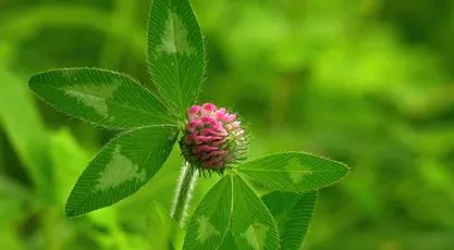 绿色植物与粉色花朵的 自然 植物 绿色 4K