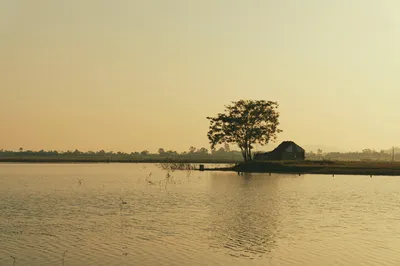 湖畔孤树剪影 湖景 剪影 黄昏 4K