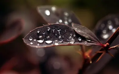 叶上晶莹水珠 微距摄影 自然 水珠 1080P