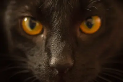 黑猫凝视 动物 宠物 黑色 2K