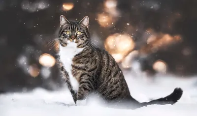 冬日猫咪 猫咪 冬季 雪景 4K