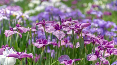 紫色鸢尾花海 自然景观 花卉摄影 紫色调 4K