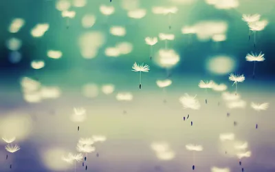 蒲公英飘飞 自然 梦幻 浅绿 4K