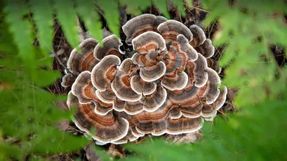 层叠苔藓菌 自然 真菌 棕色 4K