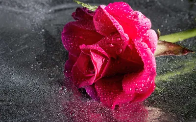 雨后玫瑰 花卉 静物摄影 红色 4K