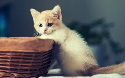 小猫与篮子 宠物 温馨 黄色 1080P