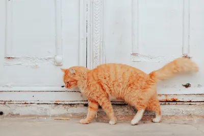 橙猫门前踱步 猫咪 橙色 门 2K