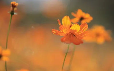 橙色花海 自然风光 花卉摄影 温暖色调 4K