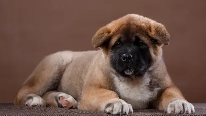 萌犬静卧 宠物 小狗 棕色 2K
