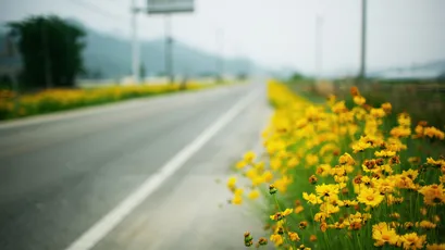 路边黄花 公路 野花 黄色 8K