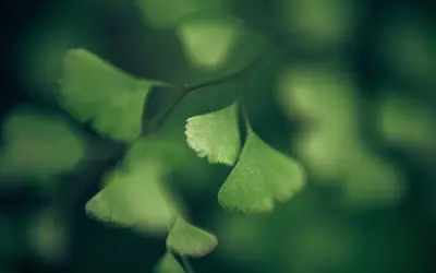 翠绿叶片的微距特写 微距摄影 植物 绿叶 2K