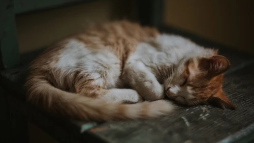 橘猫安睡休憩 室内场景 暖色调 猫咪主题 1080P