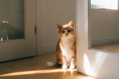 室内阳光下的猫咪 室内 阳光 猫咪 2K