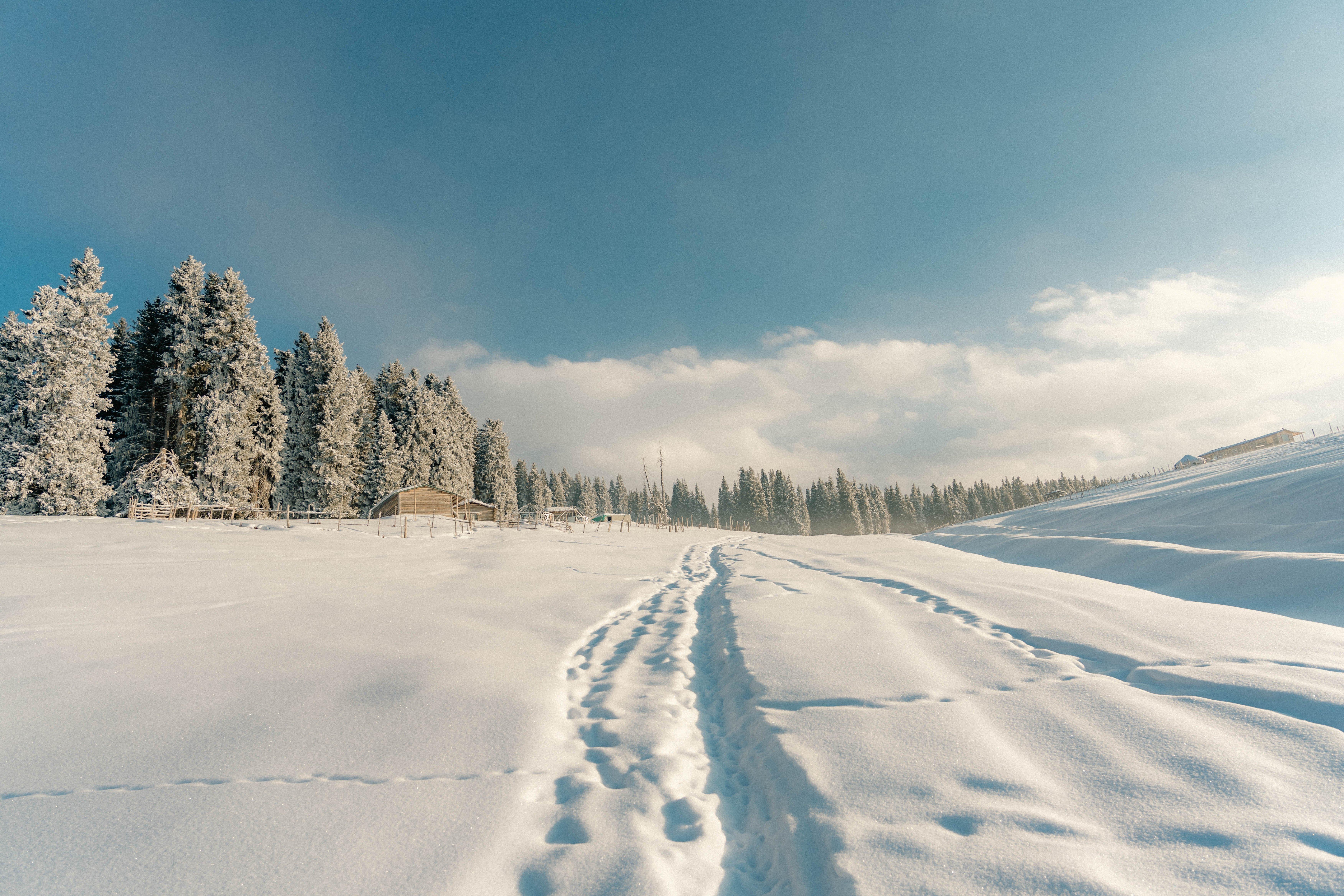 冬日雪景 冬季 雪地 森林 8K