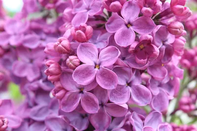紫丁香花簇 花卉 自然 紫色 4K