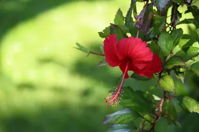 红花绿叶 自然 花卉 红色 4K