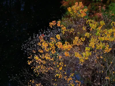 秋叶映水 自然风光 秋季景色 黄色树叶 2K