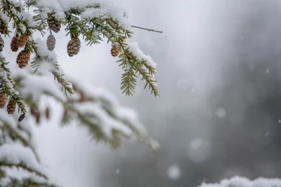 雪中松枝静谧 冬季 自然 雪景 4K