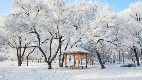 雪后雾凇美景 冬季 雪景 雾凇 4K