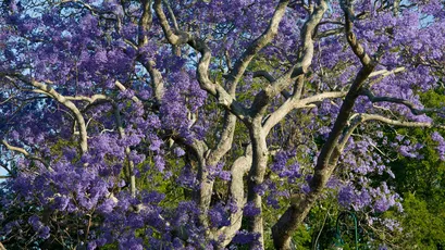 紫色花树的美丽景色 自然景观 花卉 紫色 4K