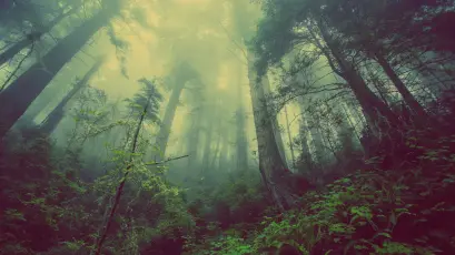 雾中森林 森林 雾气 自然 4K