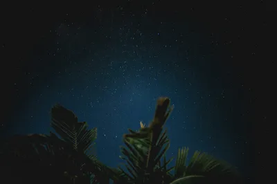 夜空下的植物 夜晚 星空 植物 4K